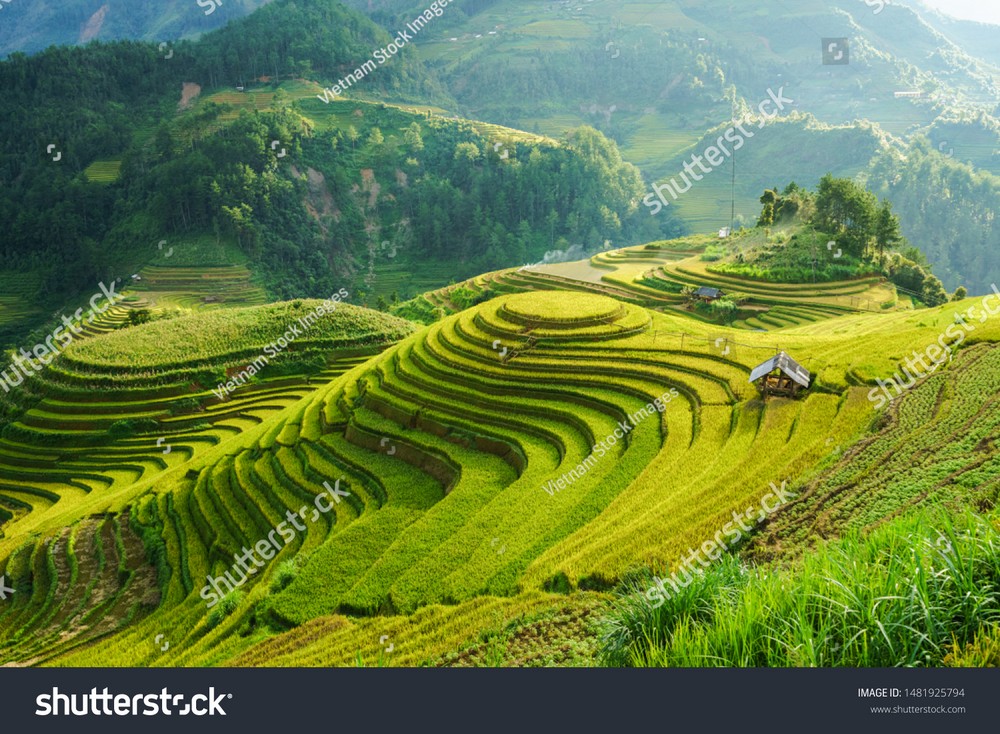 Ruộng bậc thang Tây Bắc MRBT-032